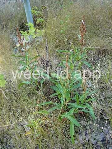 dock, willow leaved